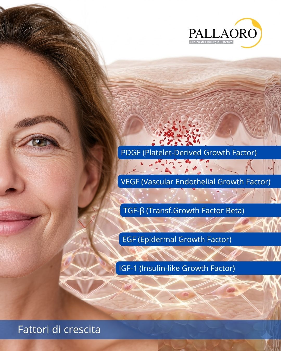 Fattori di crescita (1) Fattori di crescita