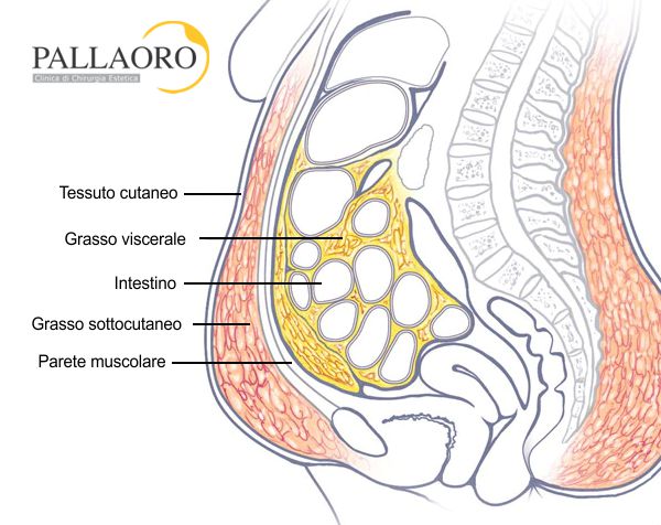 addome adiposo anatomia