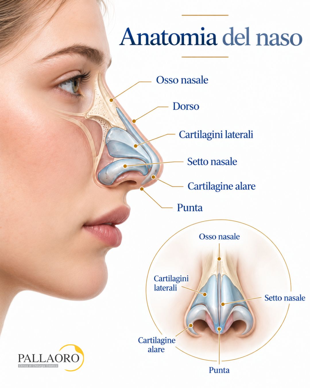 anatomia del naso anatomia del naso
