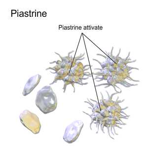 piastrine del PRP