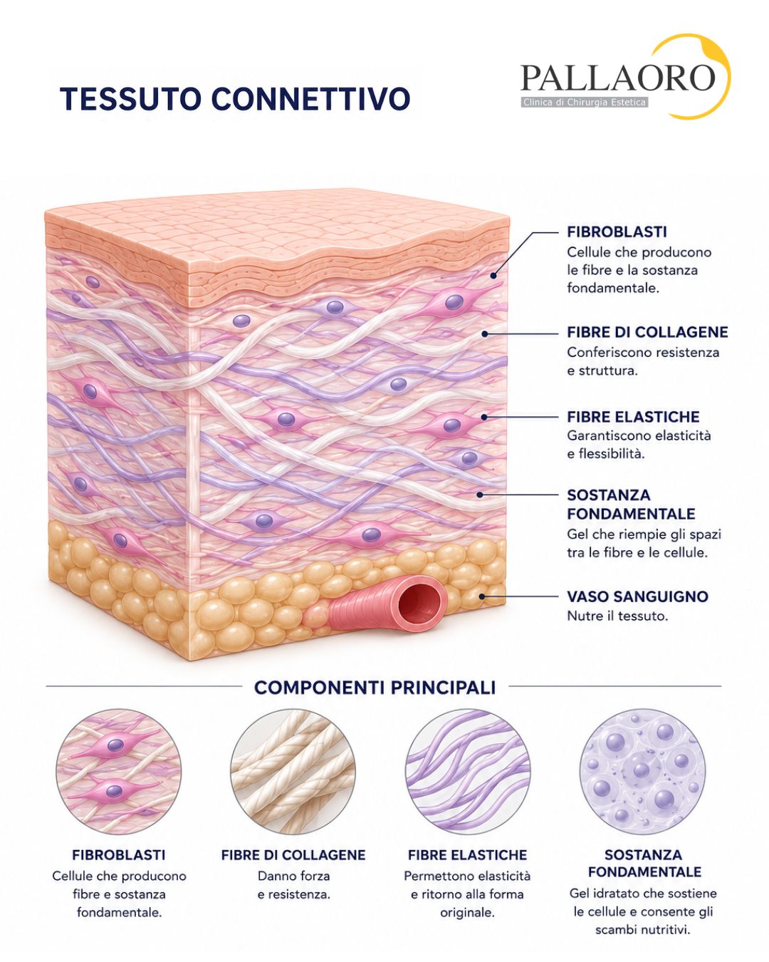 tessuto connettivo